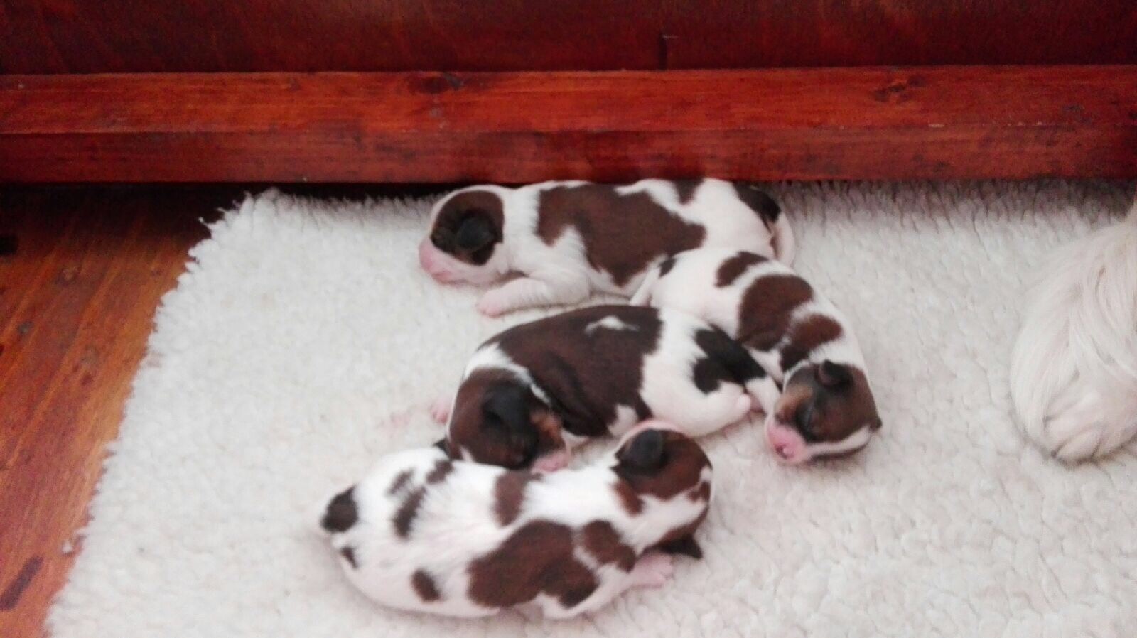 puppies